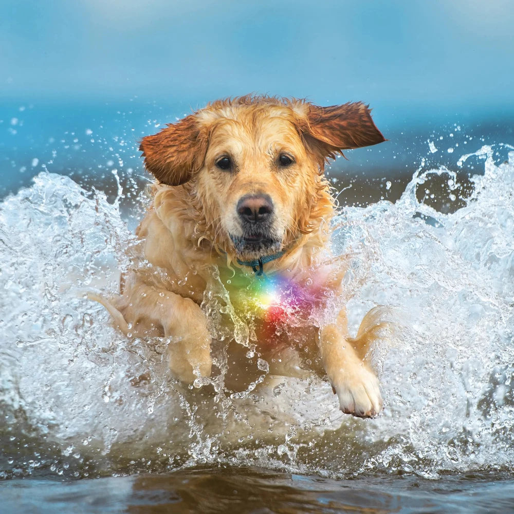 Lumière SpotLit Splash étanche Disc-O Tech rechargeable de Nite Ize